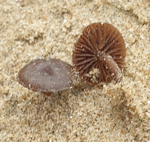 Psilocybe pratensis