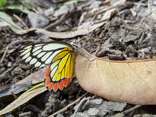 Common Jezebel