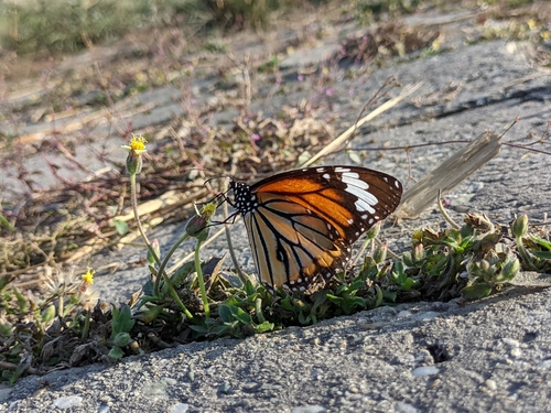 Common Tiger Butterfly