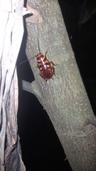 Periplaneta australasiae image