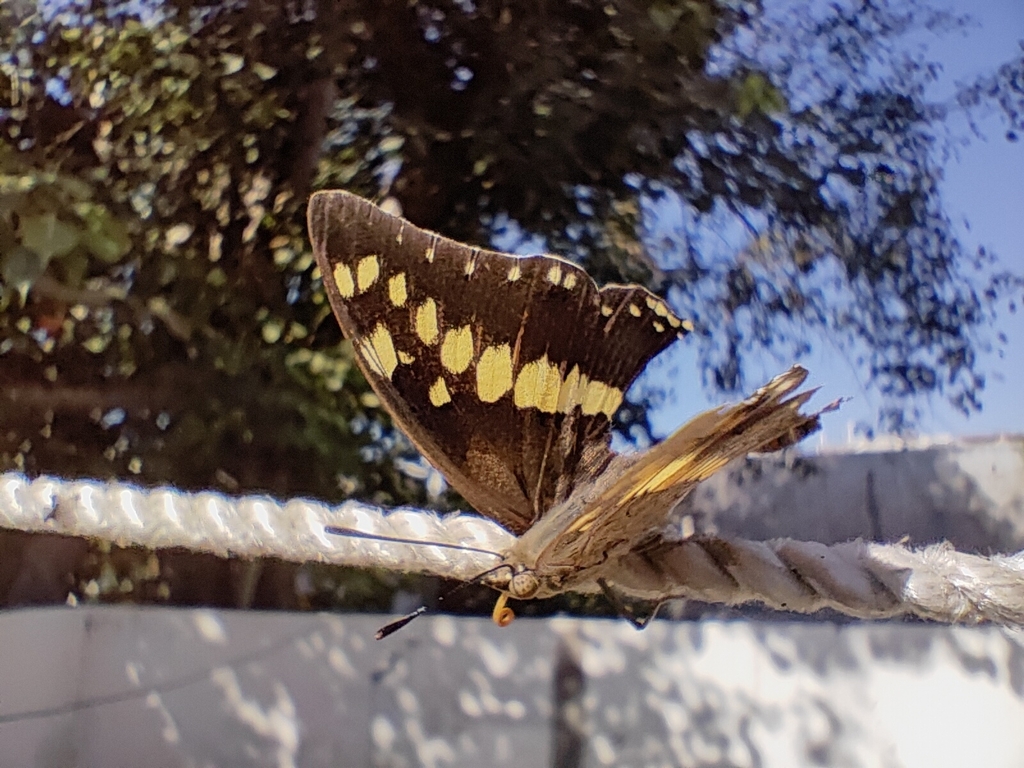 Black Rajah from F37G+FXM, Chandi Bazar, Kadiawad, Jamnagar, Gujarat ...