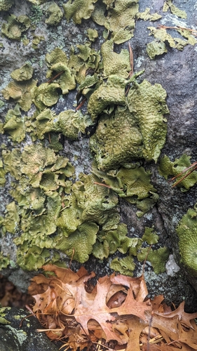Pennsylvania Toadskin Lichen