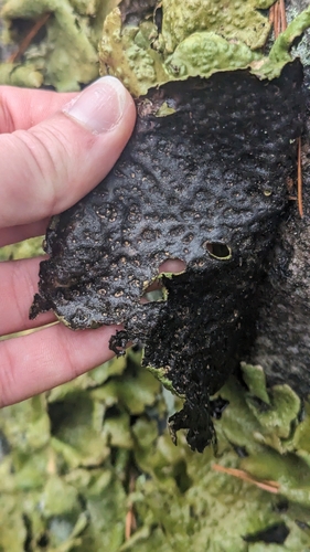 Pennsylvania Toadskin Lichen