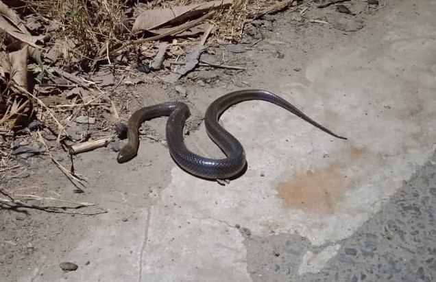 Rainbow Mud Snake from CX42+923, Benapur, West Bengal 711304, India on ...