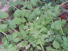 Cleome rutidosperma image