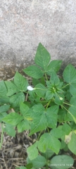 Cleome rutidosperma image