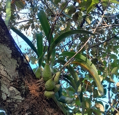 Encyclia cordigera image