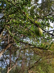 Crescentia cujete image