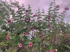 Allamanda blanchetii image
