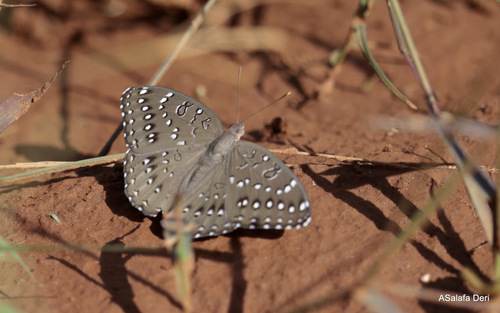 Guineafowl Butterfly