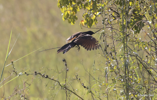 Black Coucal