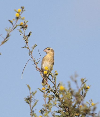 Northern Red Bishop