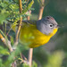 Nashville Warbler - Photo (c) ramonamom, all rights reserved