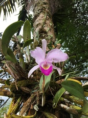 Cattleya trianae image