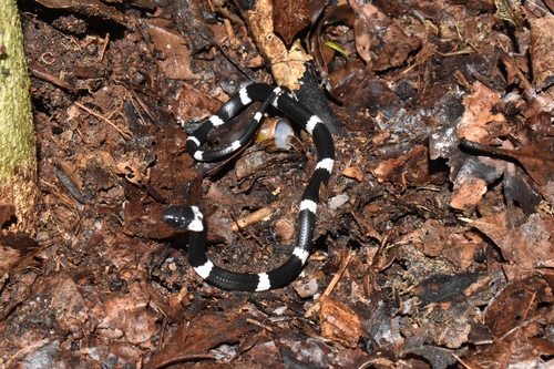 Snail-eating Thirst Snake