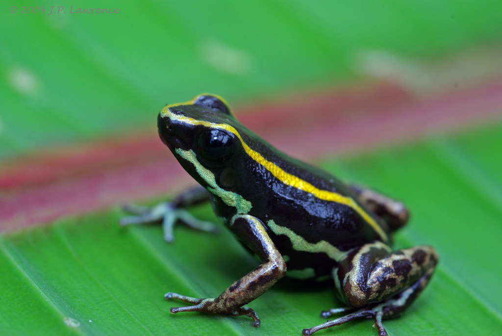 Dart Frog Haven - This is what 75+ species of plants going