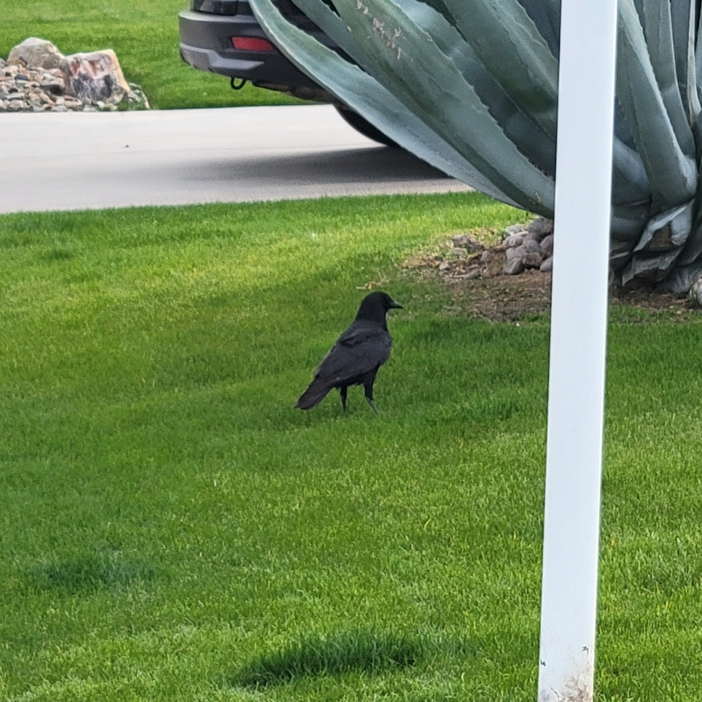 American Crow from Palm Springs, CA 92264, USA on December 11, 2023 at