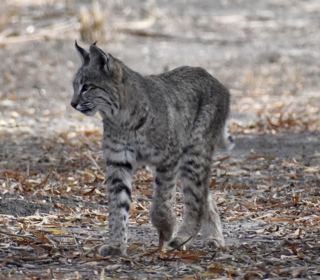 Bobcat from Arivaca Cienega Nature Trail, Arivaca, AZ, US on December ...