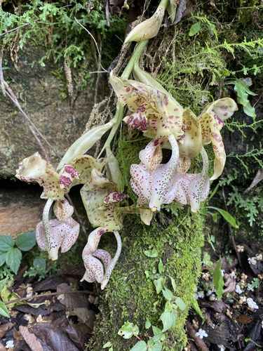 Stanhopea deltoidea