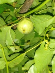 Passiflora edulis image