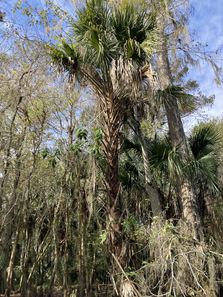 Cabbage Palmetto From Avon Park, FL, US On November 25, 2023 At 10:45 ...