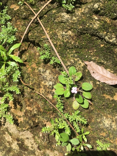 Stenandrium tuberosum