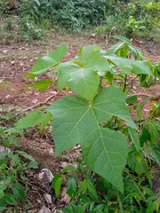 Jatropha curcas image