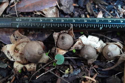 Geastrum morganii