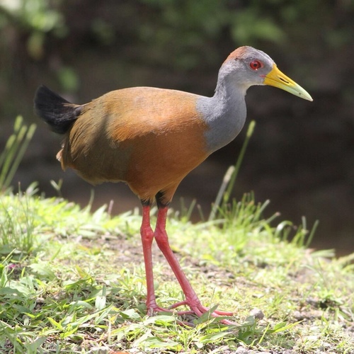 Russet-naped Wood-Rail
