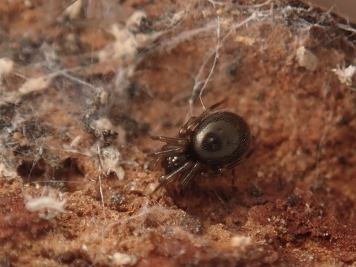 Baryphymula kamakuraensis