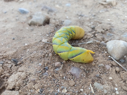 Death's Head Hawkmoth