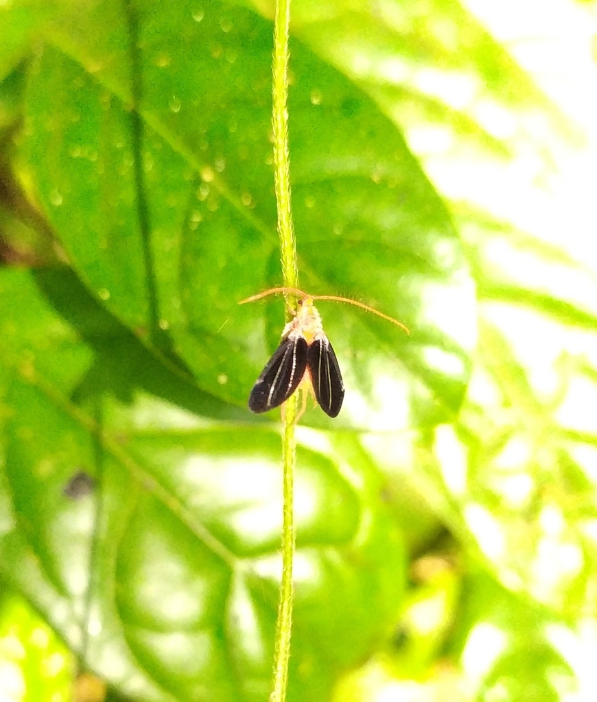 Insects from WRFR+6VJ, Adakkathode, Kerala 670674, India on January 15 ...