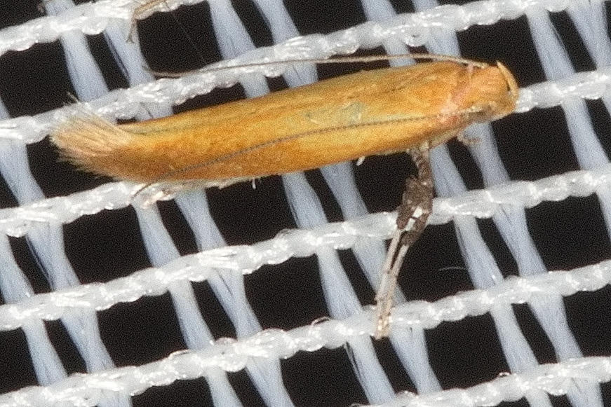 Caloptilia from 94051 Hauzenberg, Deutschland on July 20, 2022 at 1140