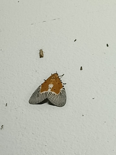 Broad-winged Tiger Moth