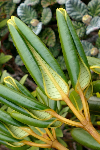 Plerandra emiliana