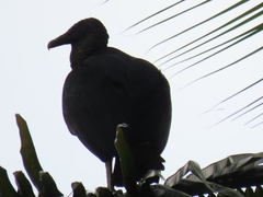 Coragyps atratus image