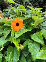 Thunbergia alata image