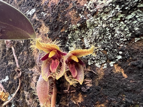 Day's Bulbophyllum
