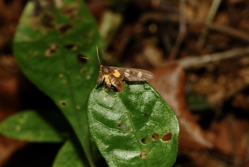Maculonaclia buntzae