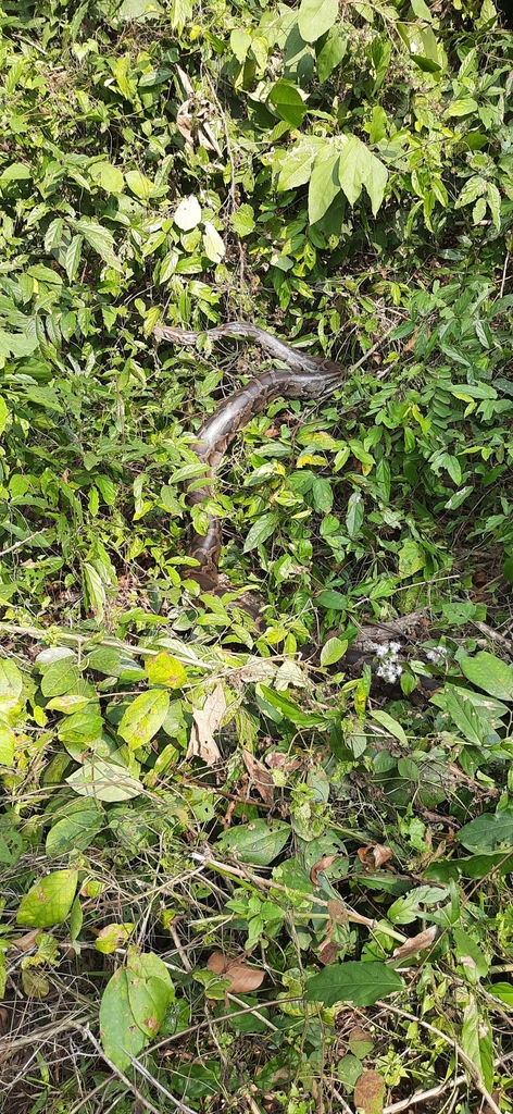 Burmese Python in January 2023 by Nishan Limbu · iNaturalist