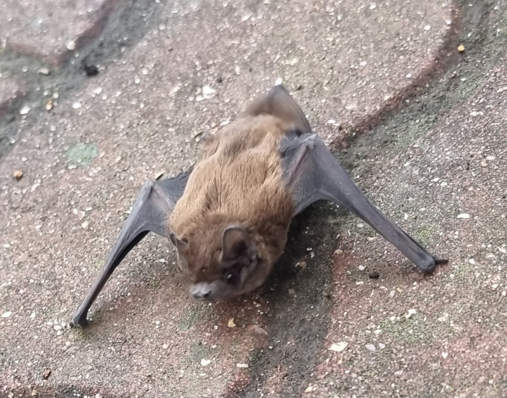 Common Pipistrelle from 4535 Mozelos, Portugal on December 12, 2023 at