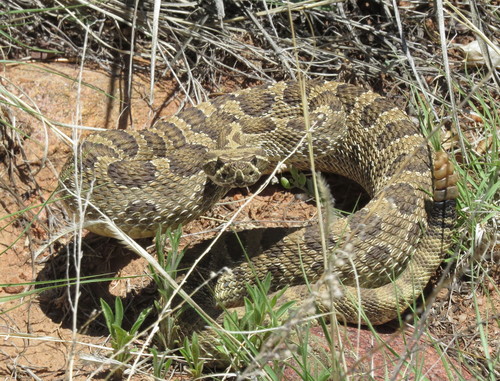 Prairie Rattlesnake