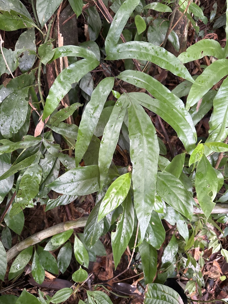 Tectaria danangensis (Tectaria danangensis)