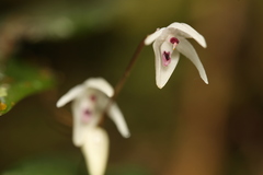 Pleurothallis eumecocaulon image