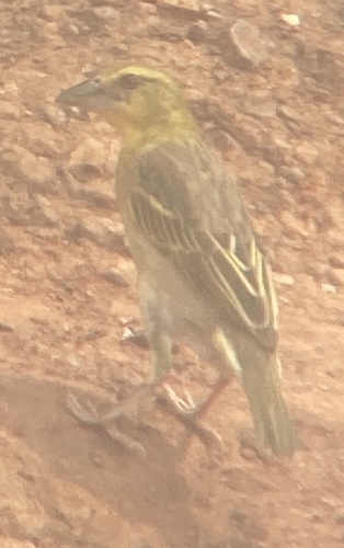 Village Weaver