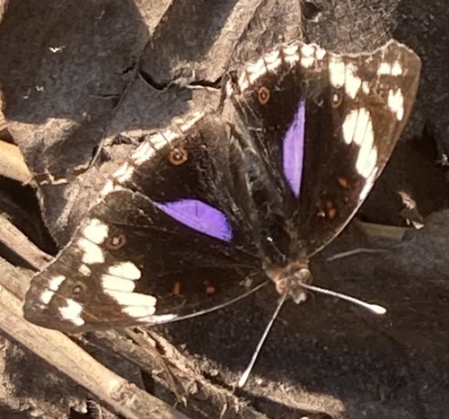 Blue-spot Pansy