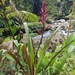 Pitcairnia hooveri - Photo (c) Efrain Freire, כל הזכויות שמורות, הועלה על ידי Efrain Freire