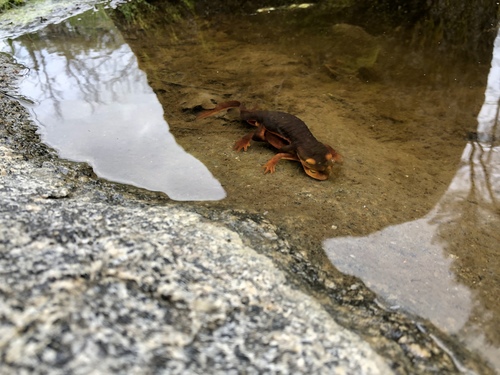 iNaturalist observation photo of Sierra Newt