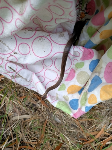 Golden-crowned Snake sighting