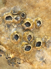 Amphibalanus amphitrite image